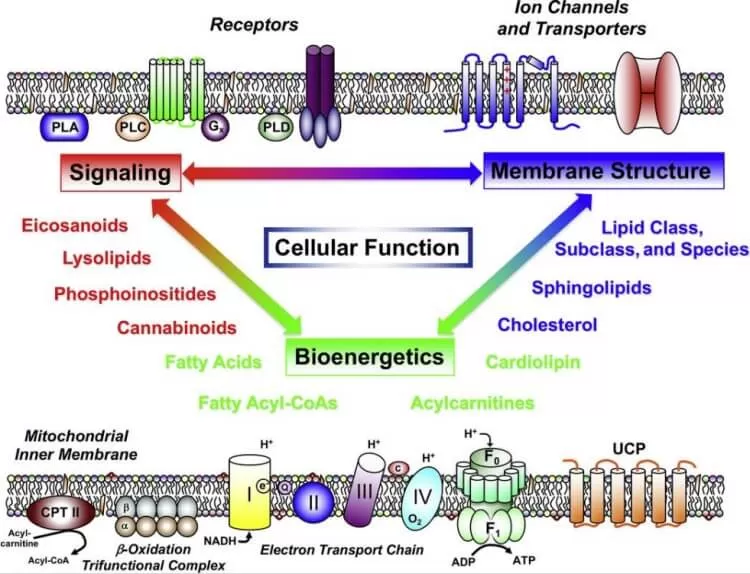 The pleiotropic roles of lipids in cellular functions